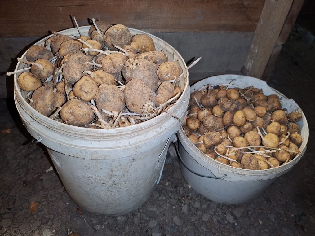 Продам семеные дачные картошки