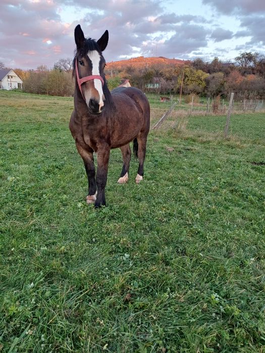 Vând mânz frumos castrat