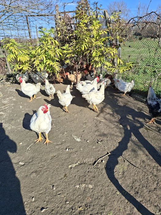 Pui de casa taiati sau la viata