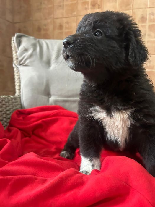 Vand catel ciobanesc carpatin