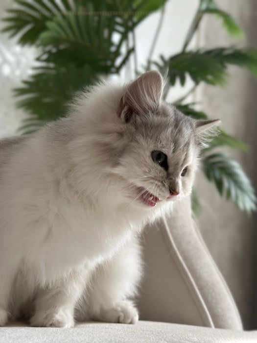 Продаётся котёнок породы Scottish Straight Highland 50$