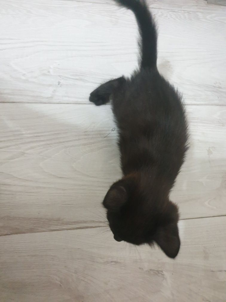 Котята в самые добрые руки