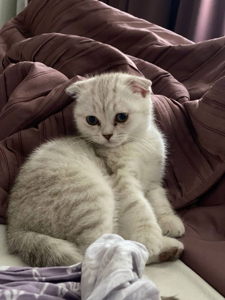 скоттиш фолд девочка шикарная