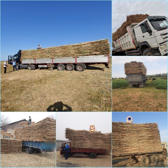 қамыс мата камыш