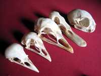 Учебно помагало по зоология, колекция от черепи, сбирка гръбначни