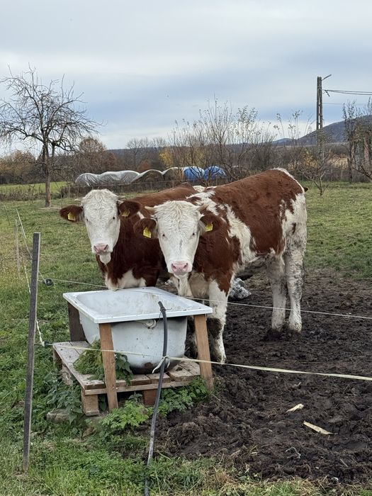 Vand 3 vițele si un vițel