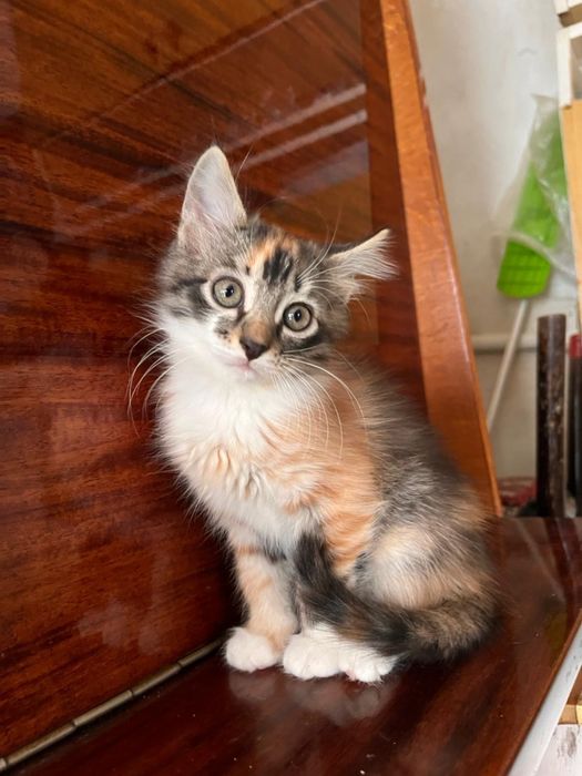 Отдам котят в добрые руки