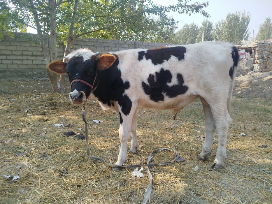 Buqacha sptiladi