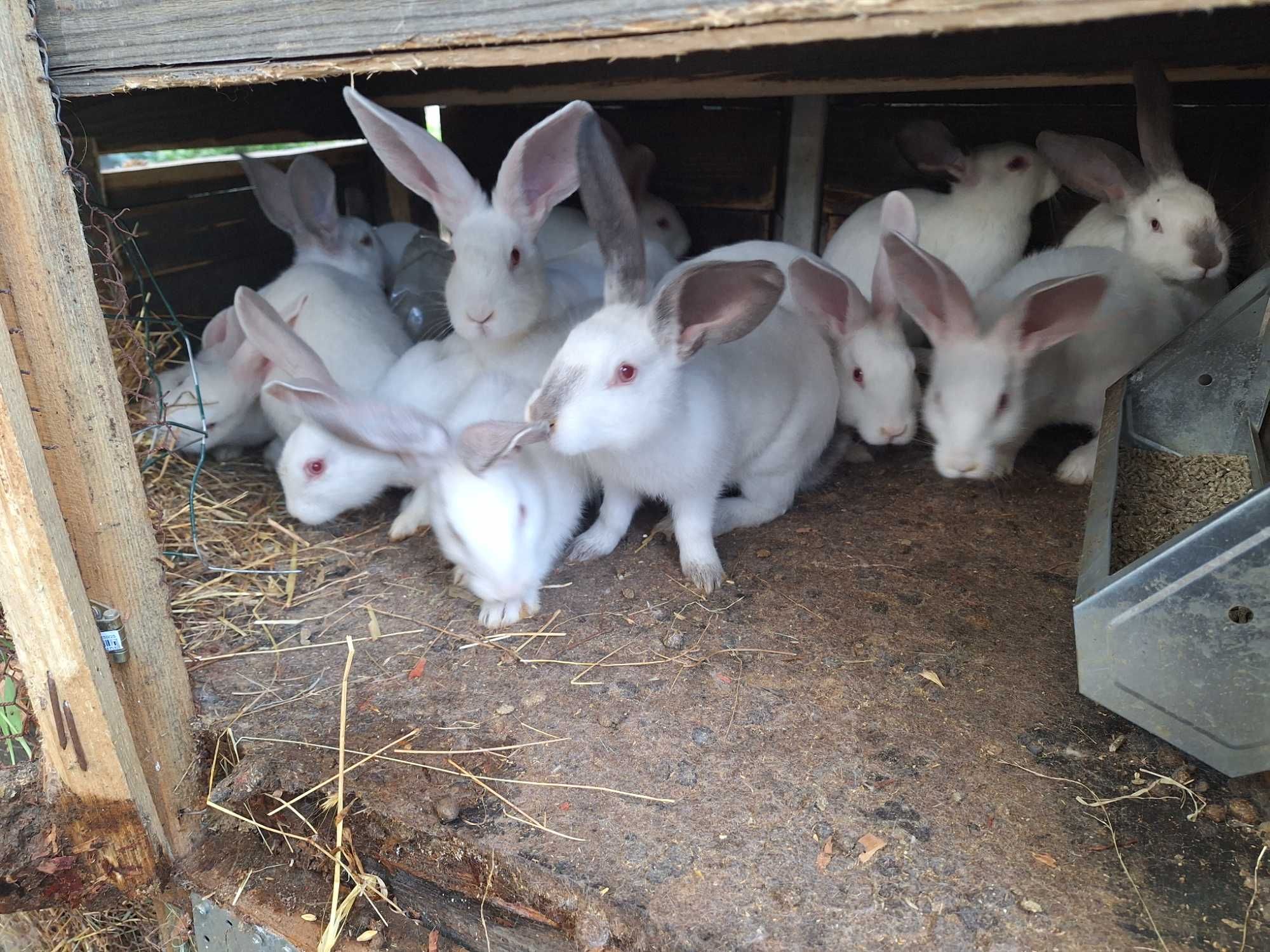 Зайци на различна възраст