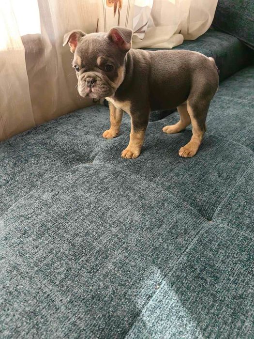 Две прекрасни момиченца