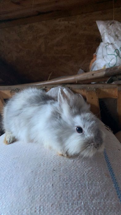De vanzare, iepuri cap de leu de 5 luni si cel mare de 1 an