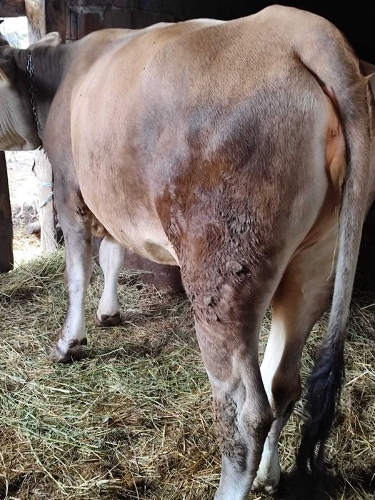 Vaca de 2.5 ani de vânzare
