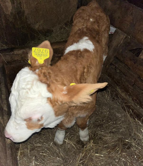 Vând vițel bălțat românesc