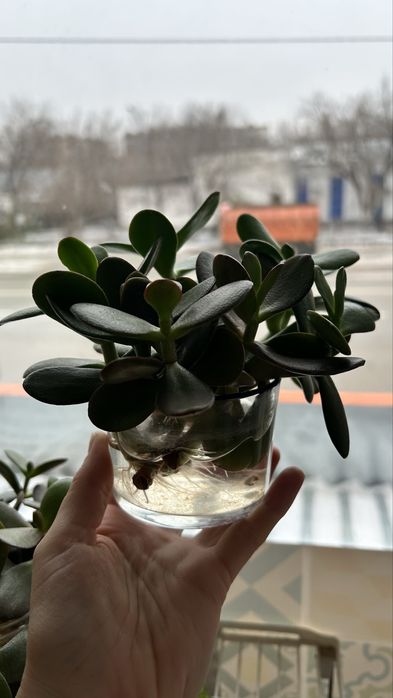 Укорененные отростки денежного дерева