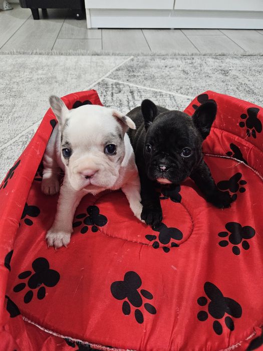 Френски булдог ,