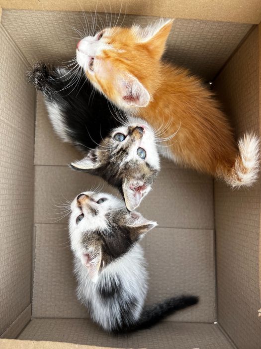 Осинови котенце