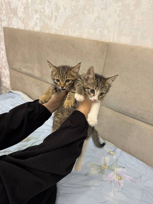 Oтдам даром  котята