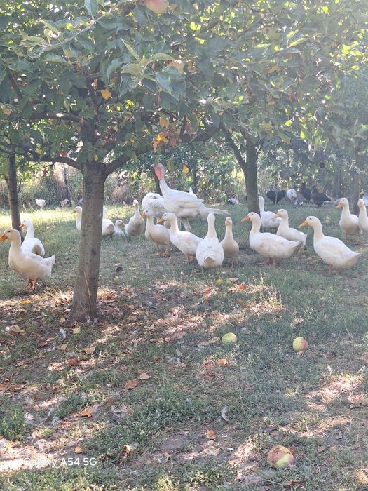 Rațe albe Pekin.