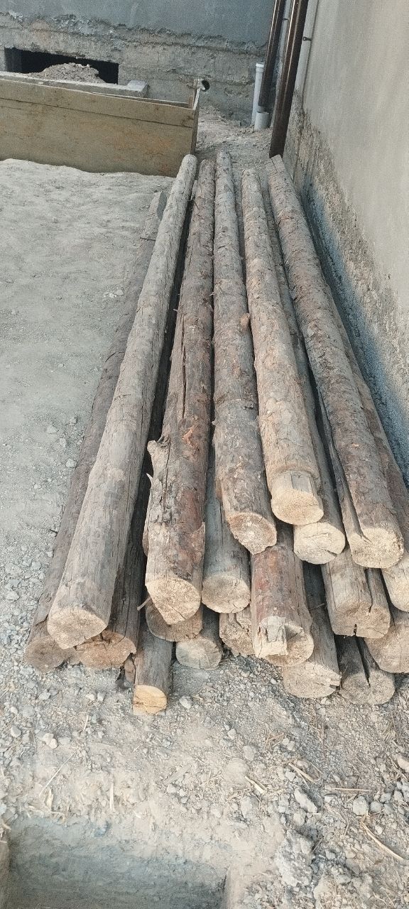 Tosin bor 25 tacha quruq tinu xolati