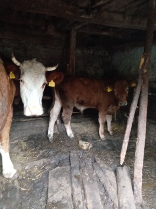 Vând vițel rosu de doua luni cu 75 de milioane