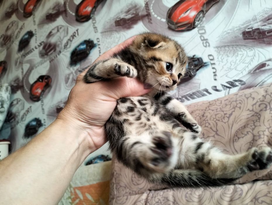 Прелестные шотландские котята