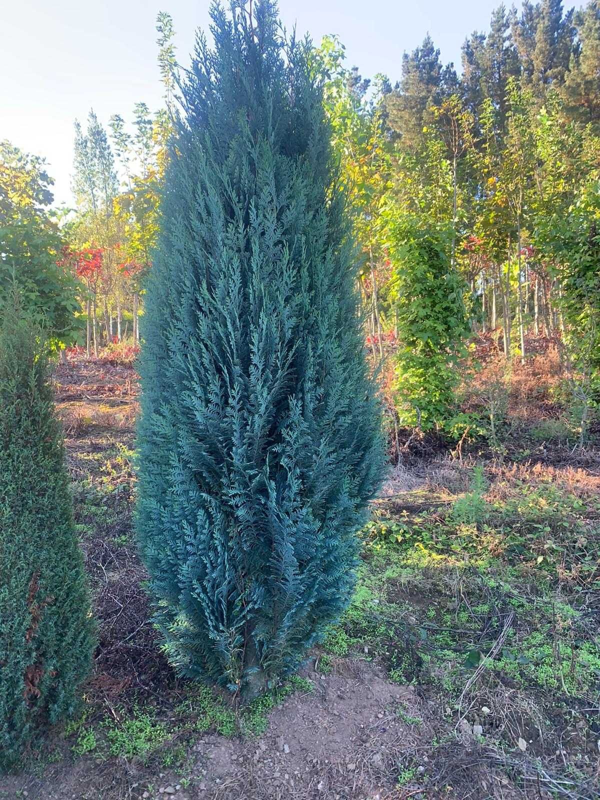 Vând Brazi, Mesteacăn, Tuia livrare în toată tara