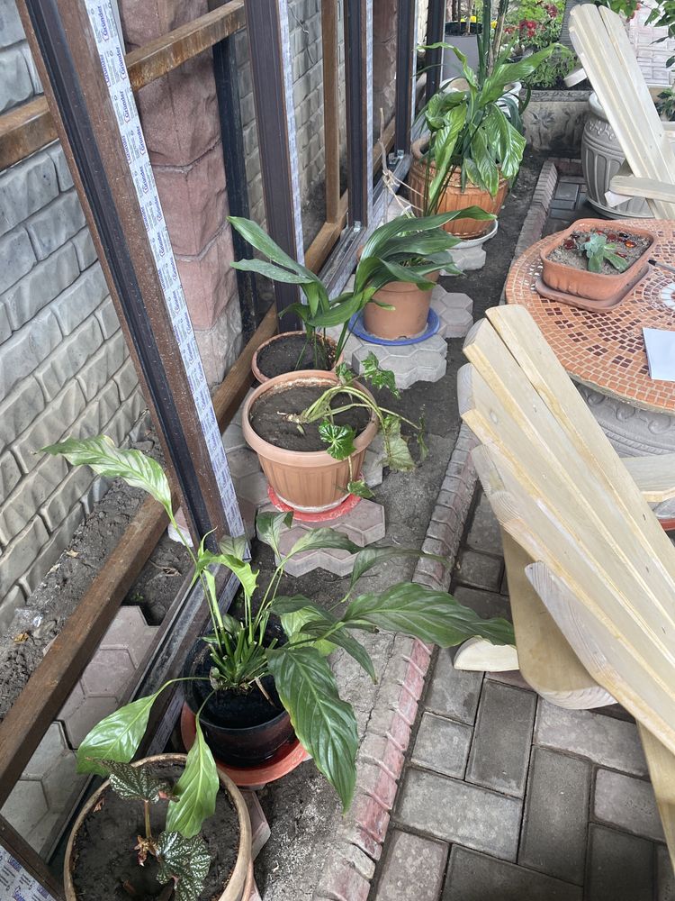 Продам растения для дома