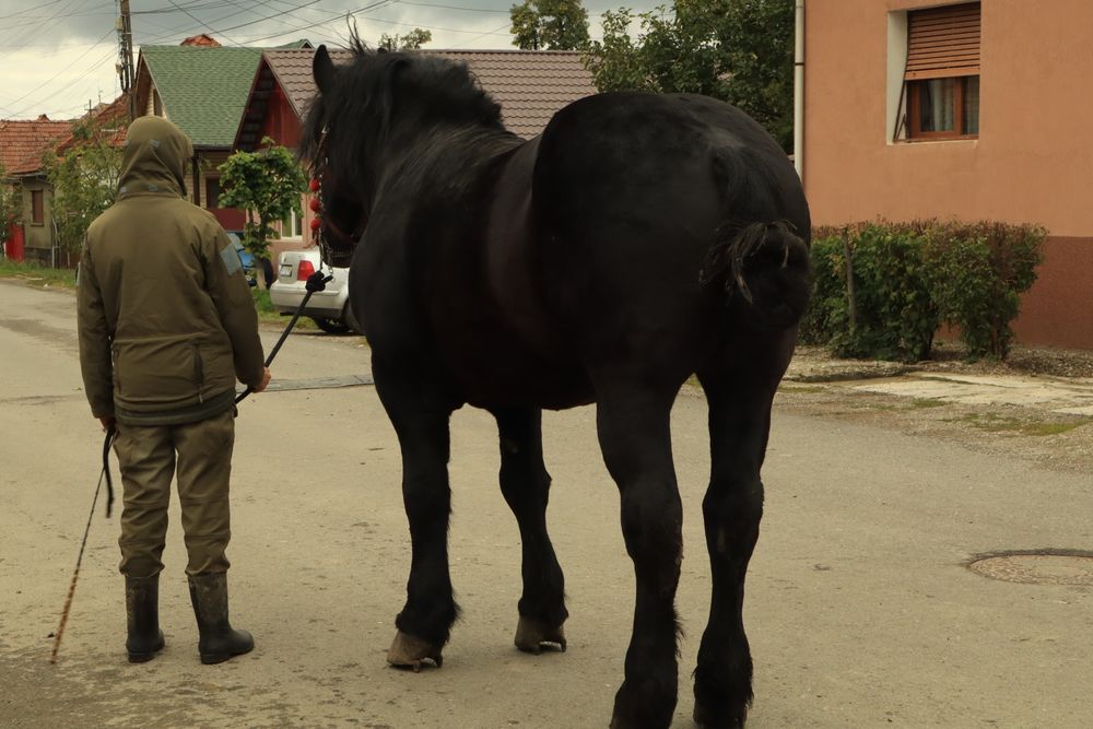 Armăsar de ungaria garantat la orice