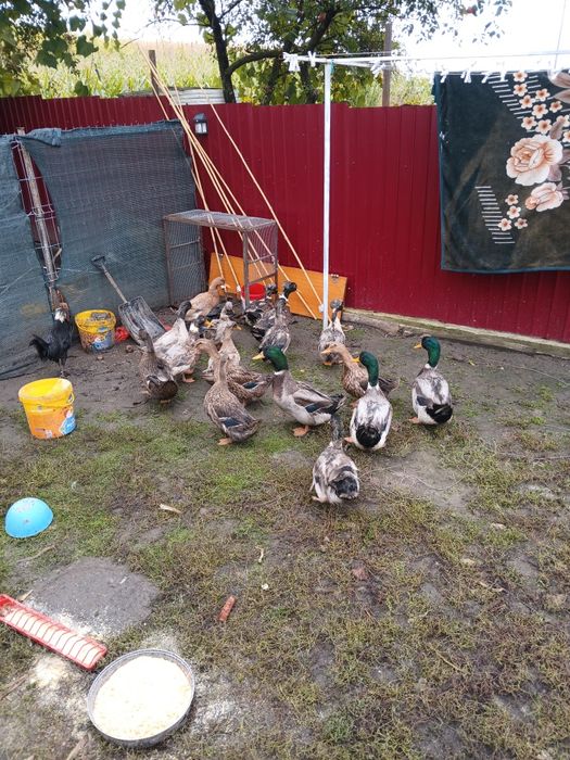 Vând rate rouen,varianta sălbatic, din anul acesta.
Rasa pura.