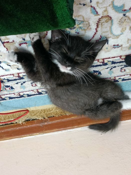 Отдам котёнка в добрые руки,мальчика 2-2,6месяца