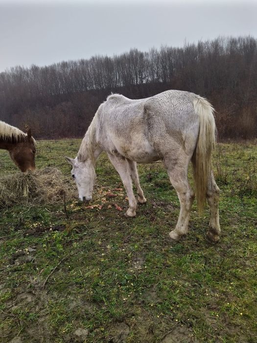 Vand cal pentru gospodarie