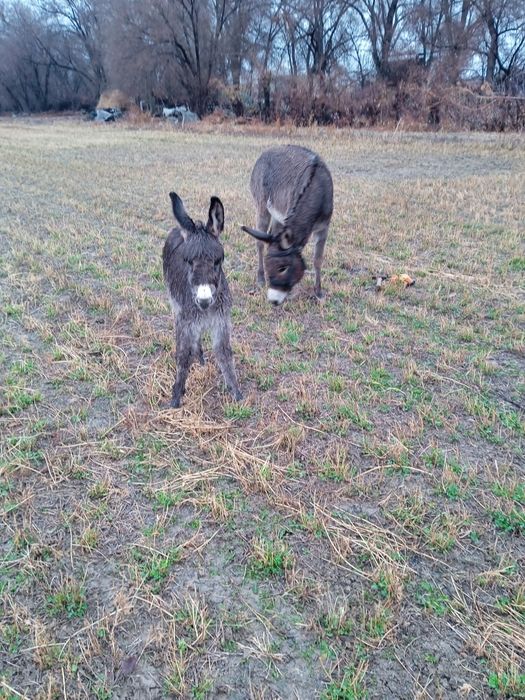 Продам Ишака и ишачёнка с бричкой