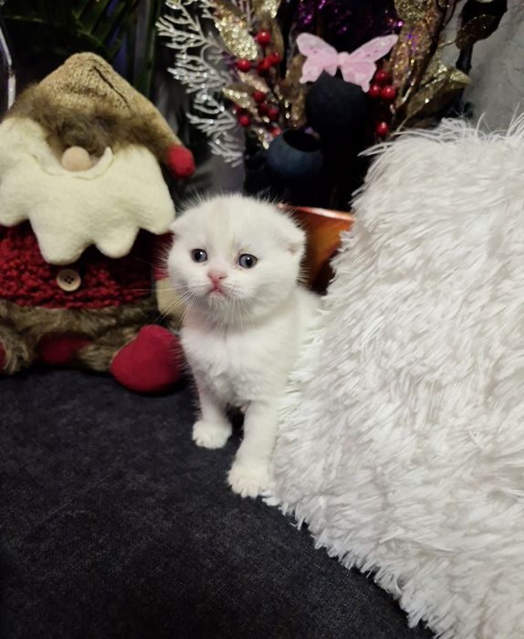 Шотландски котенца