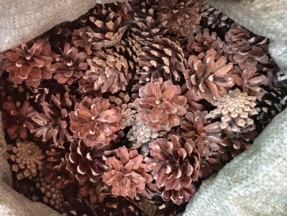 Шишка сосновая сухая.