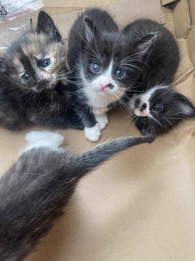 Pisicute pentru adoptie