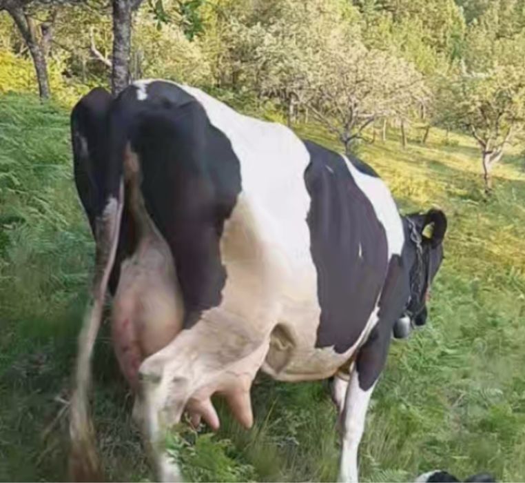 Vacă cu lapte disponibilă