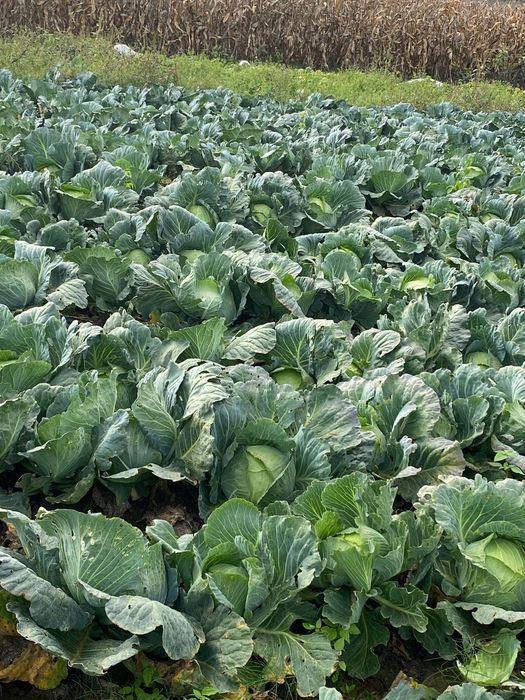 Vând varză plată și rotundă