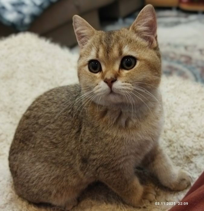Продается котенок золотая шиншилла