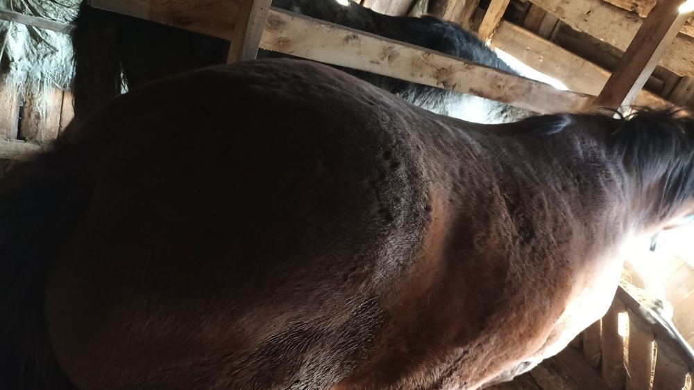 Продам соғым, Байтал