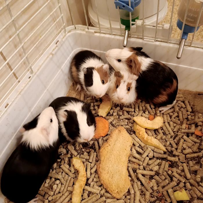 Морские свинки классные грызуны