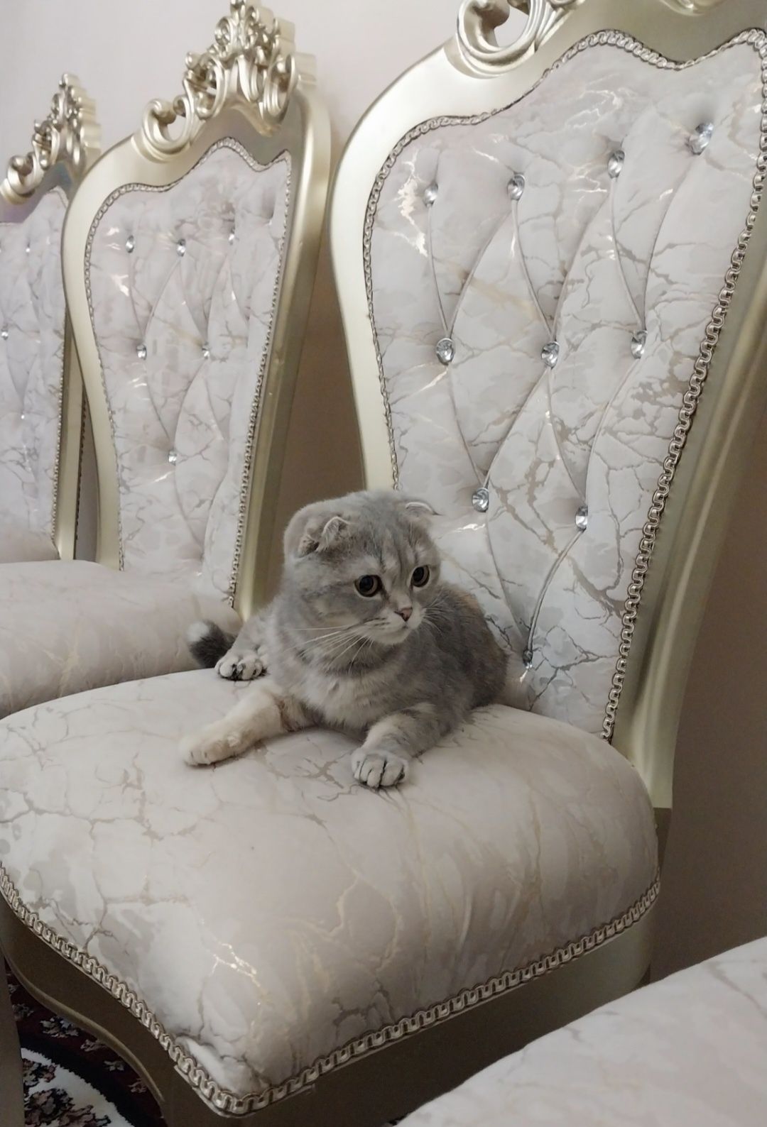 СРОЧНО продаются шотланские котята.Цена договорная