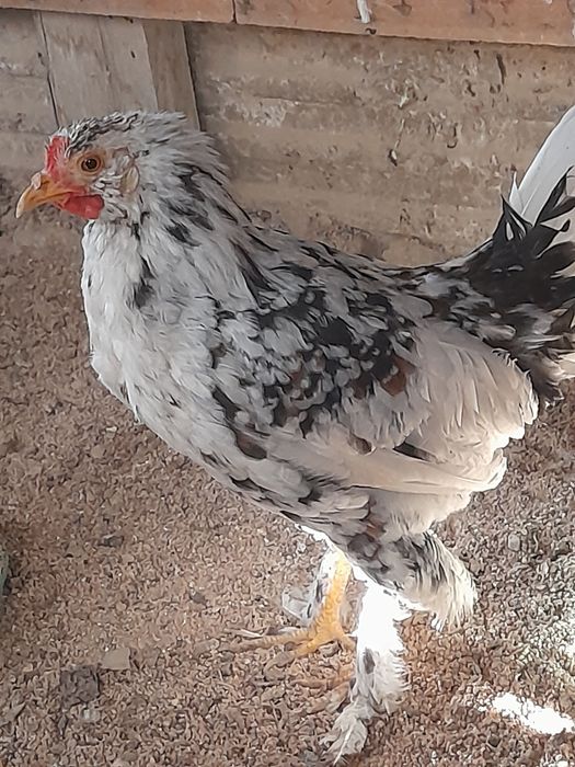 Жас қораз енді енді басады тауықты