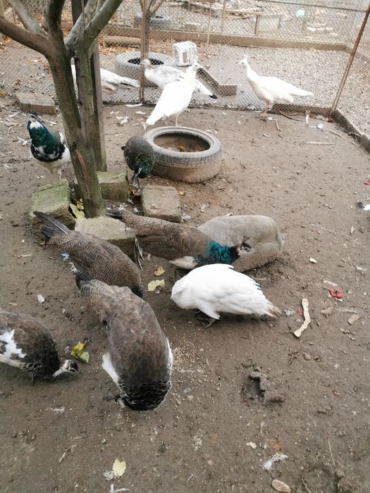 Păuni arlechin, comuni 2025