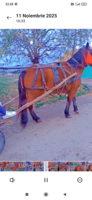Vând sau schimb iapă de cinci ani jumate merge foarte bine la căruță