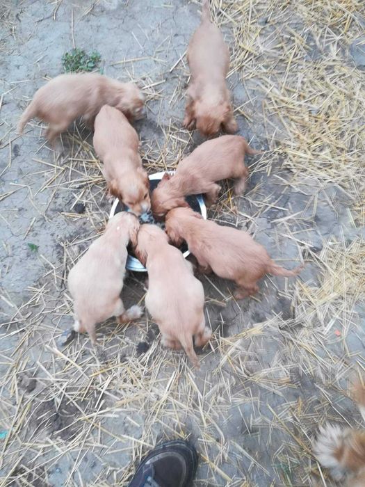 Кокер Шпаньол кученца