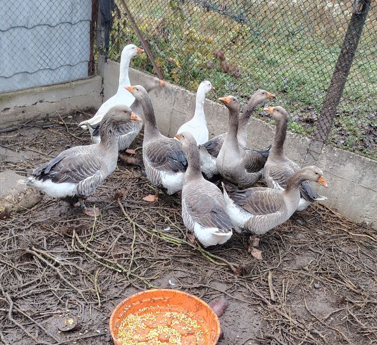 Vand gâște ,curcani și iopani