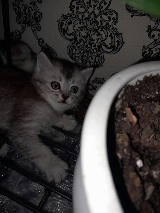 Котята сибирские шиншилы