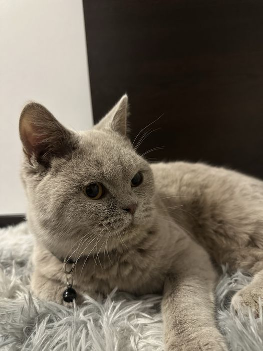 Pisoi British-Shorthair Cappucino