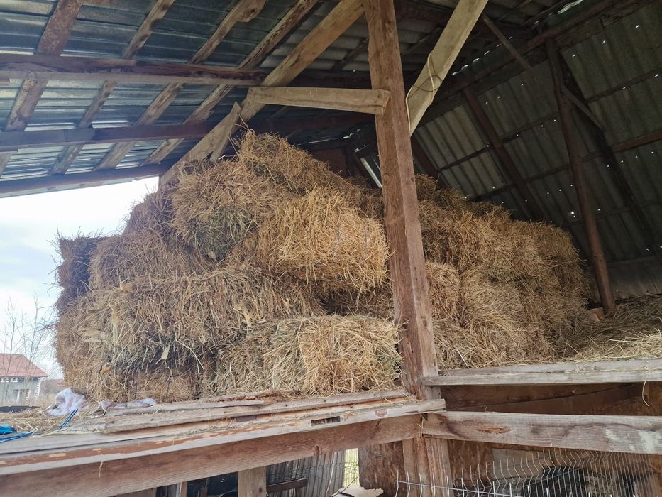 Vand baloti lucerna/paie