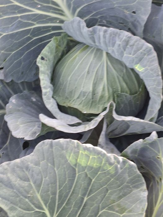 Varza de vazare Cociuba Mare